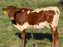 #2580 FL Cadillac Beauty x HL Double Barrel