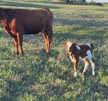 #2588 HR Chamois x Rebel HR (b)