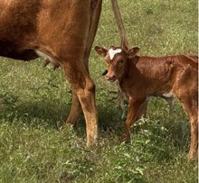 HR Pacific Rose x The Rifleman HR (h) 