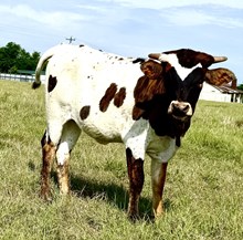 NRR Rockette