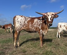 1 BUX 31 #2157 JJ X BEAUTIFUL HEART