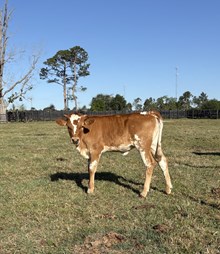 BC Heifer - RTTS 5