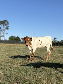 BC Heifer Rio Sister