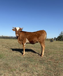 BC Heifer - Pearl 