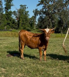 BC Heifer - Pearl 