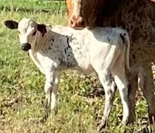 JSK Thriller x High Plains Drifter