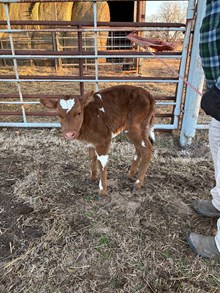 #2508 - Royal Melody x Rebel
