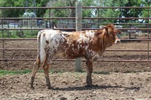 BR JUNGLE JIM X ROSE BLOSSUM ET (H) TAG 466
