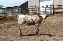 BR JUNLGLE JIM X HR AWESOME REB Tag 423