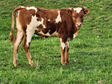 Kid Rock Heifer