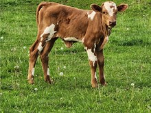 Bugizm Heifer Calf